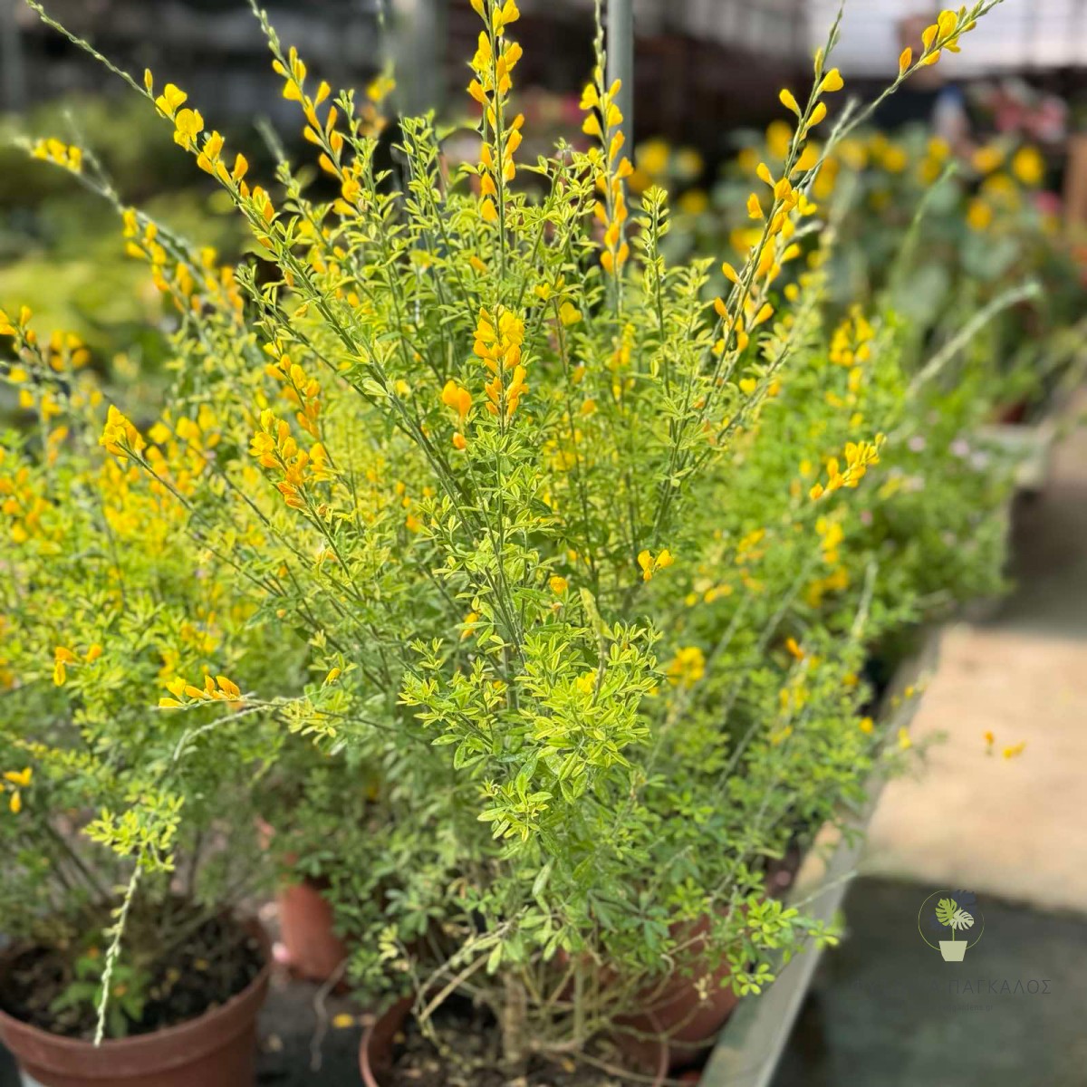 Κίτισσος (Cytisus spp.) - 4 lt